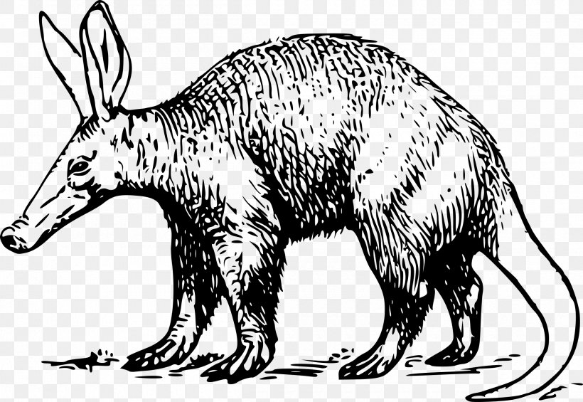 Aardvark Anteater Clip Art, PNG, 2400x1654px, Aardvark, Anteater, Bear, Black And White, Carnivoran Download Free