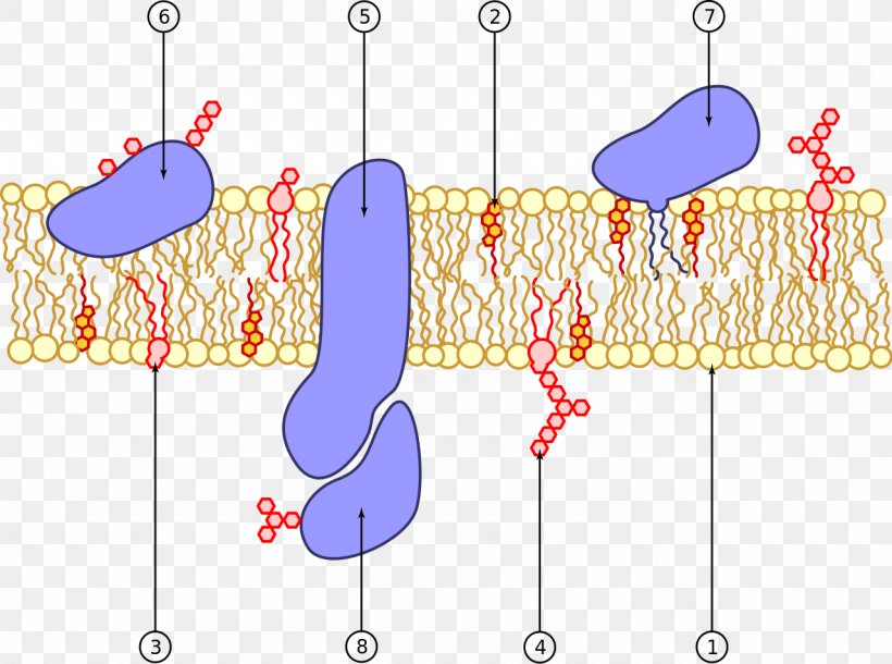 Cell Membrane Biological Membrane Phospholipid Membrane Protein, PNG, 1280x953px, Watercolor, Cartoon, Flower, Frame, Heart Download Free