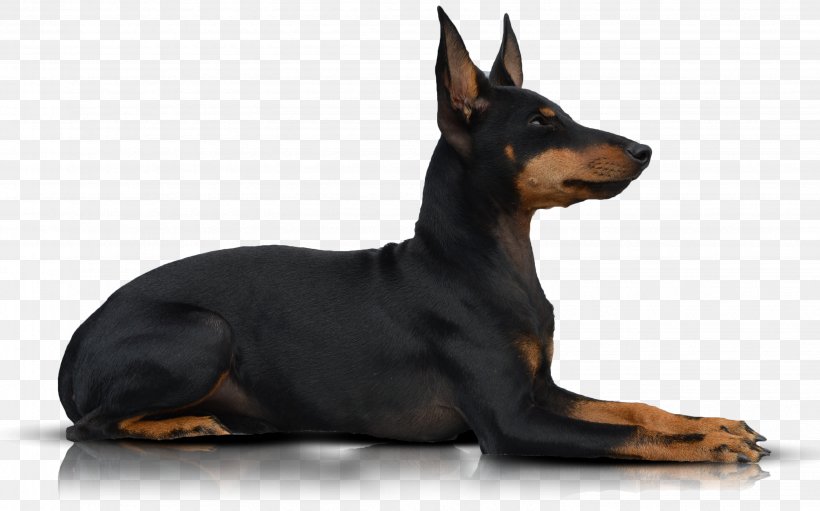 Dobermann German Pinscher Miniature Pinscher Manchester Terrier English Toy Terrier, PNG, 3064x1912px, Dobermann, Animal, Black And Tan Terrier, Breed, Carnivoran Download Free