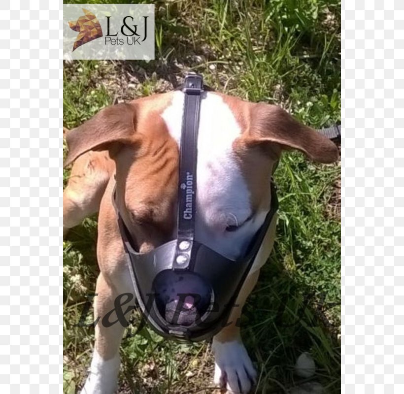 Dog Breed American Staffordshire Terrier Snout Length Muzzle, PNG, 800x800px, Dog Breed, American Staffordshire Terrier, Breed, Centimeter, Distance Download Free