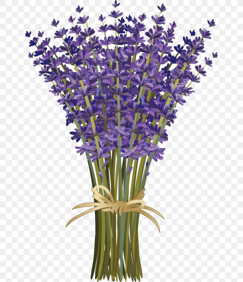 Lavandula Dentata French Lavender Flower Bouquet Floral Design, PNG, 650x952px, Lavandula Dentata, Botanical Illustration, Color, Cut Flowers, Drawing Download Free