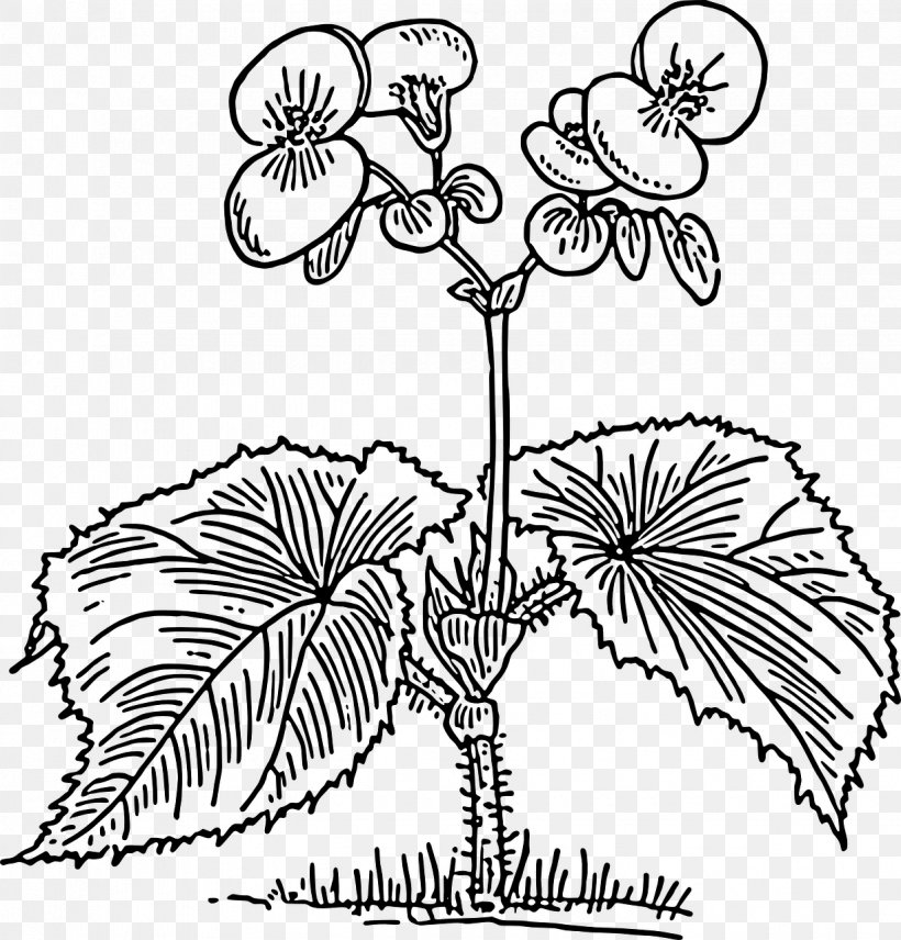 Coloring Book Flower Clip Art, PNG, 1225x1280px, Coloring Book, Area, Artwork, Begonia, Black And White Download Free