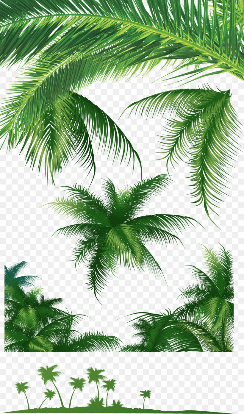 Leaf Arecaceae Tree Coconut, PNG, 1249x2120px, Leaf, Arecaceae, Arecales, Branch, Coconut Download Free