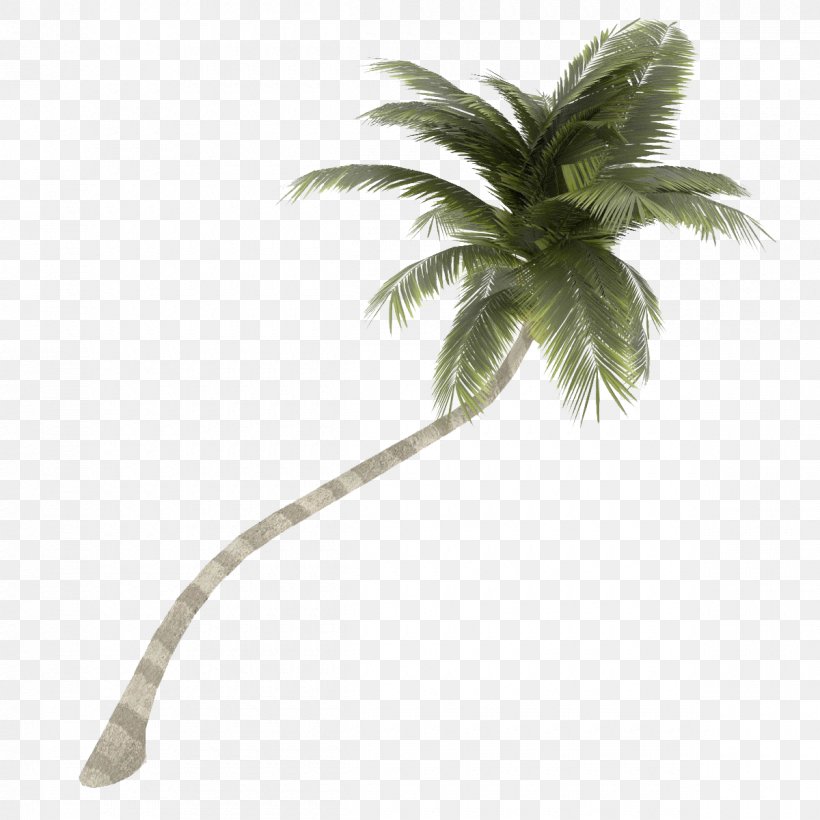 Palm Tree, PNG, 1200x1200px, Tree, Arecales, Coconut, Flower, Leaf Download Free