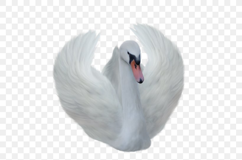 Transparency Clip Art Mute Swan Image, PNG, 650x543px, Mute Swan, Beak, Bird, Black Swan, Cygnini Download Free