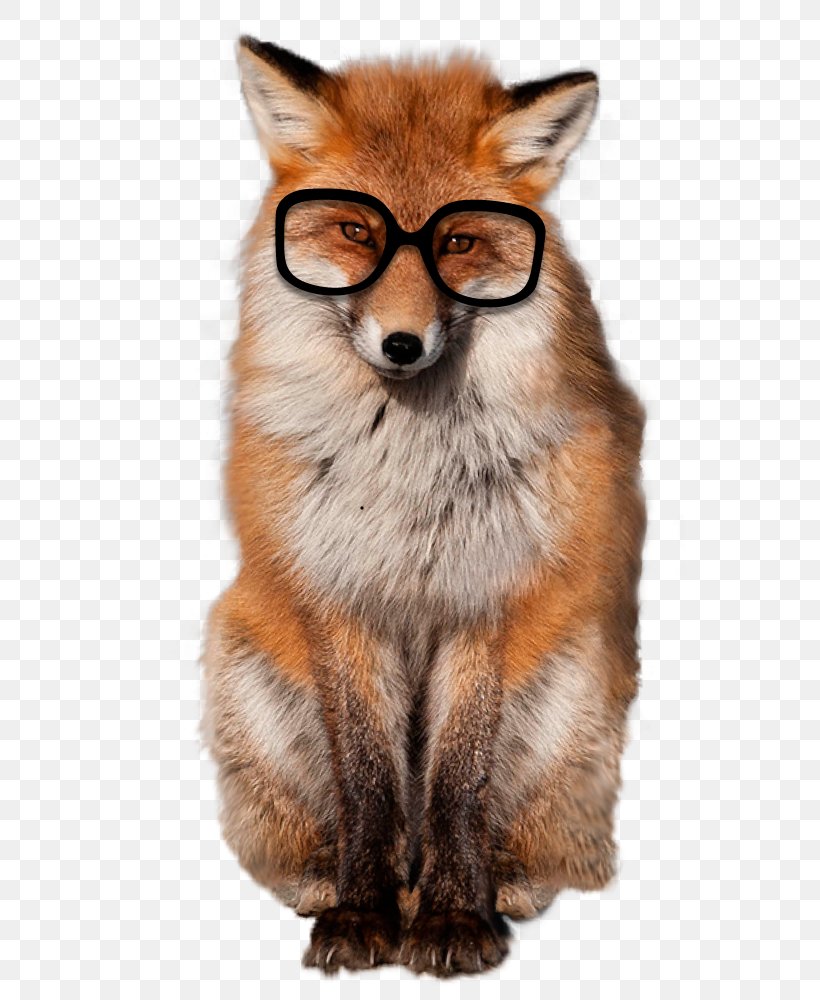 Red Fox Whiskers Fur Snout, PNG, 659x1000px, Red Fox, Carnivoran, Dog Like Mammal, Fox, Fox News Download Free