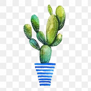 Cactus - Watercolor Painting Cactaceae Drawing Succulent Plant PNG