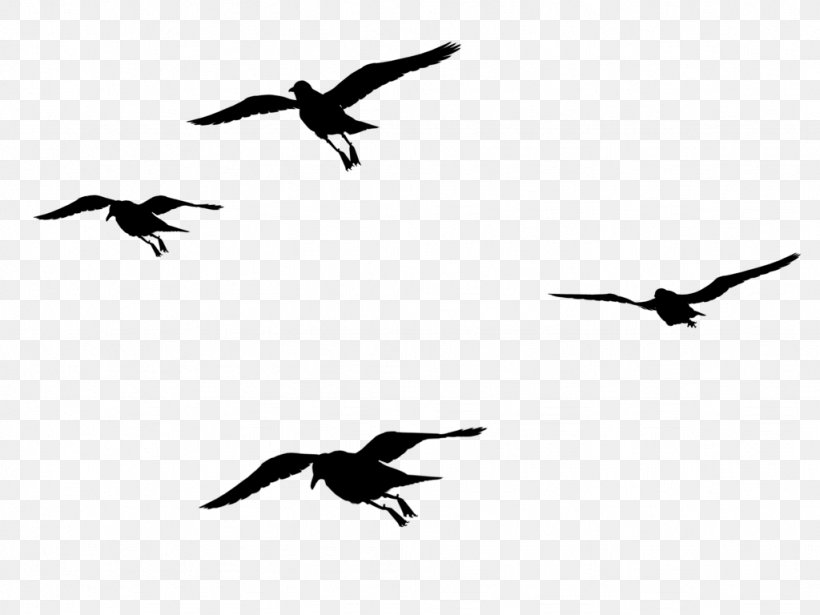 Bird Migration Beak Crane Seabird, PNG, 1024x768px, Bird, Animal Migration, Beak, Bird Migration, Blackandwhite Download Free