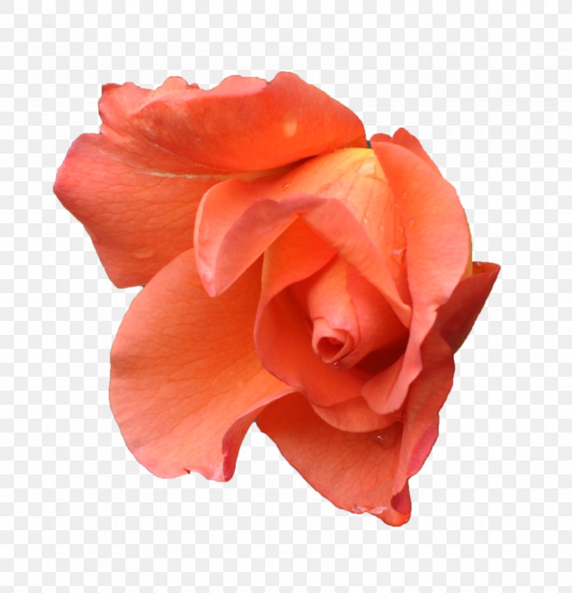 Centifolia Roses Orange Pink Flower Peach, PNG, 878x911px, Centifolia Roses, Blue, China Rose, Cut Flowers, Floribunda Download Free