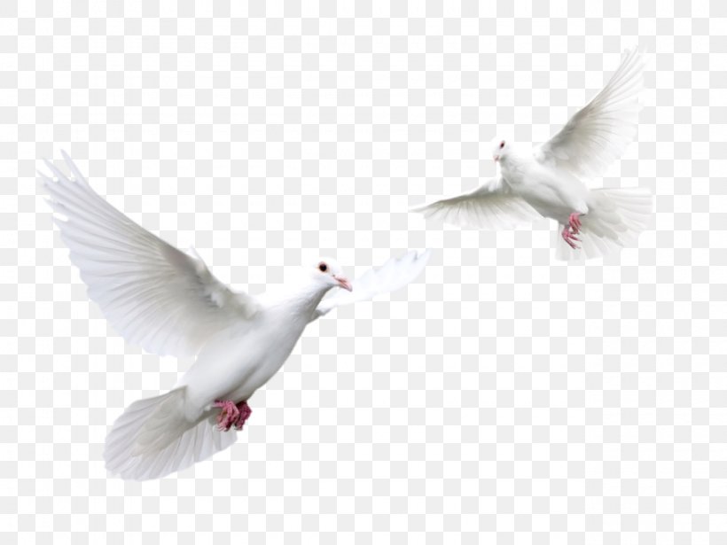 Columbidae Trash Doves Bird Clip Art, PNG, 1280x960px, Columbidae, Beak, Bird, Fauna, Feather Download Free