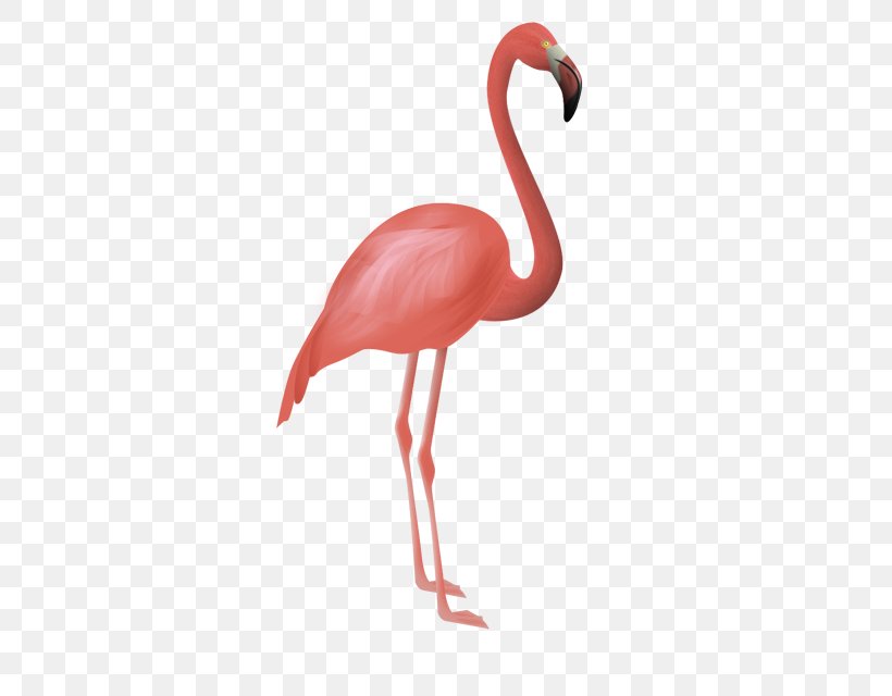 Flamingos Bird Flamenco Clip Art, PNG, 640x640px, Flamingos, Animation, Beak, Bird, Drawing Download Free