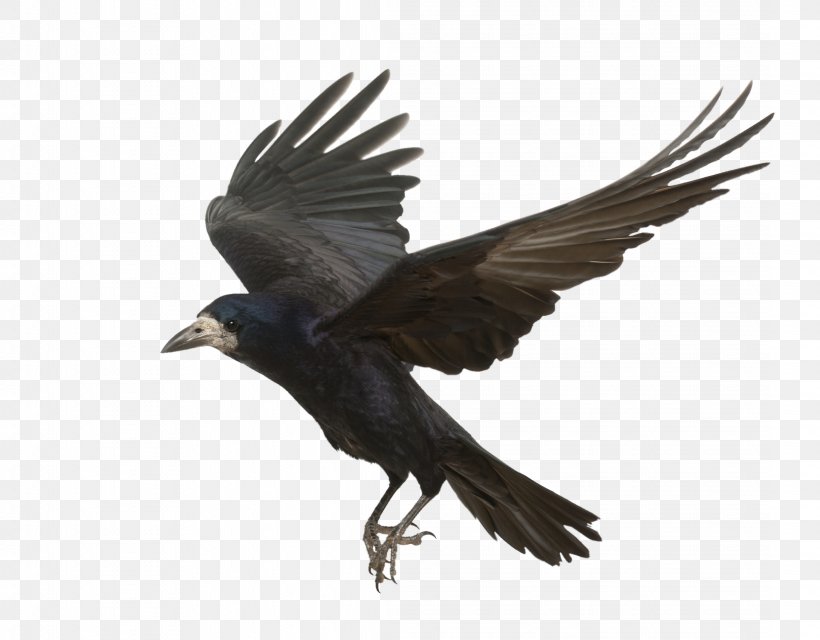 Rook Common Raven Bird Carrion Crow Flight, PNG, 2176x1700px, Rook, American Crow, Beak, Bird, Bird Flight Download Free