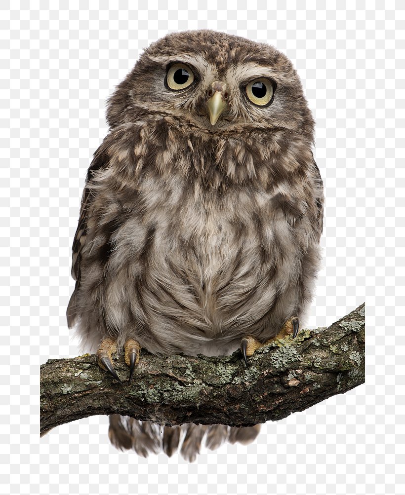 Snowy Owl Bird Stock Photography Northern White-faced Owl, PNG, 658x1003px, Owl, Barn Owl, Beak, Bird, Bird Of Prey Download Free