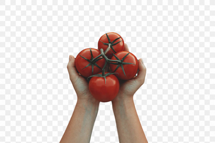 Tomato, PNG, 1200x799px, Tomato, Fruit, Hm Download Free