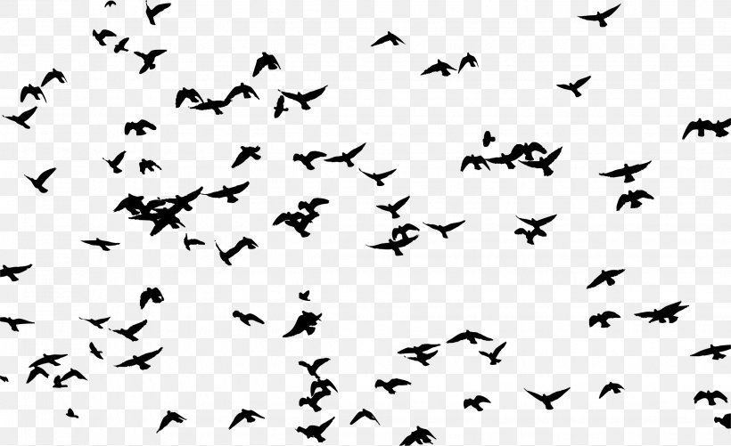 Bird Migration Jatinga Donetsk People's Republic Ramoji Film City, PNG, 2266x1386px, 2018, Bird Migration, Animal Migration, Bird, Blackandwhite Download Free