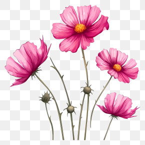 Cartoon Cosmos Flower - Pink Cosmos Flowers Illustration PNG
