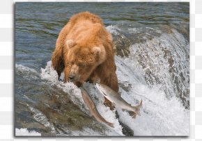 Bear - I Am A Grizzly Bear Brooks Falls Desktop Wallpaper PNG