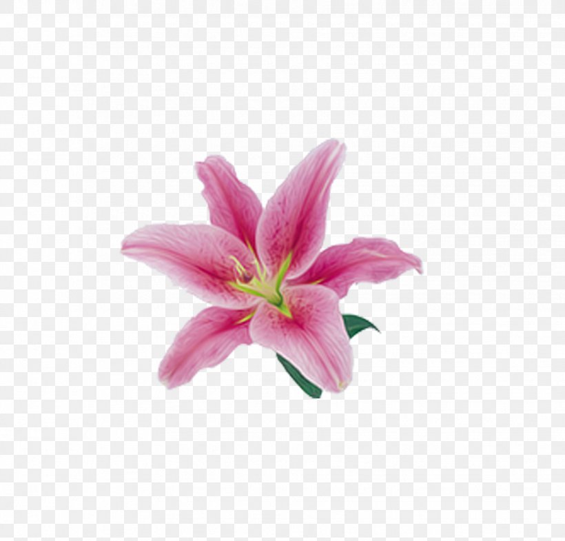 Lilium Flower, PNG, 1859x1780px, Lilium, Clipping Path, Cut Flowers, Daylily, Flower Download Free
