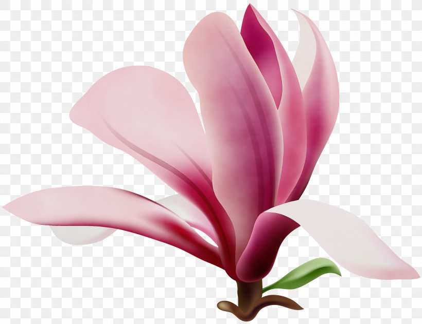 Watercolor Pink Flowers, PNG, 3000x2311px, Watercolor, Chinese Magnolia, Closeup, Cut Flowers, Cyclamen Download Free