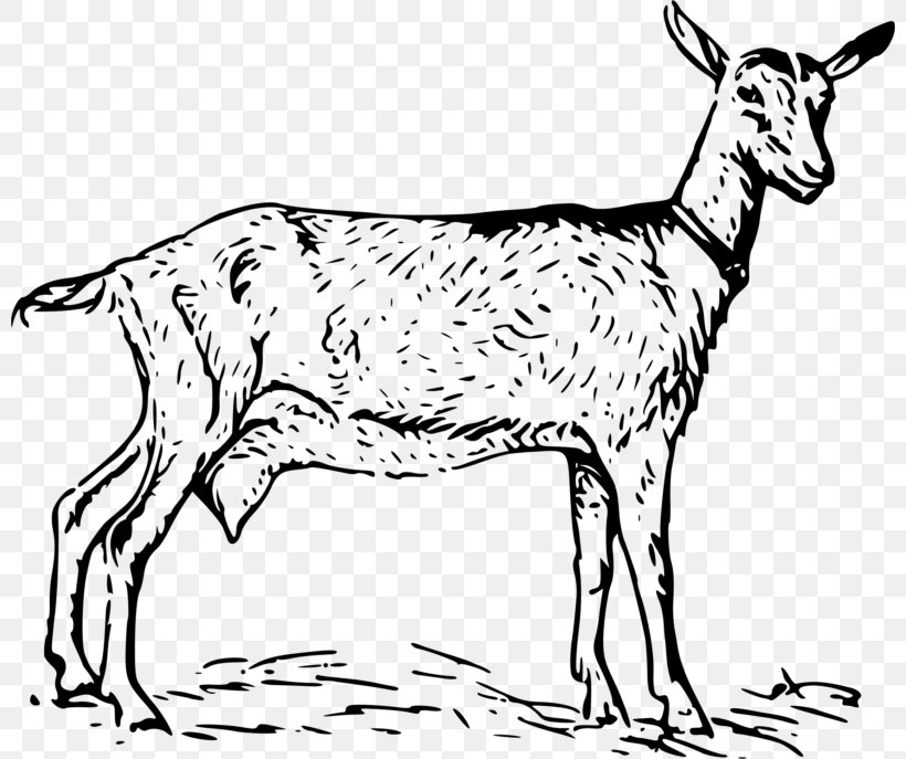 Anglo-Nubian Goat Nigerian Dwarf Goat Black Bengal Goat Oberhasli Goat Boer Goat, PNG, 800x687px, Anglonubian Goat, Animal, Animal Figure, Black, Black And White Download Free