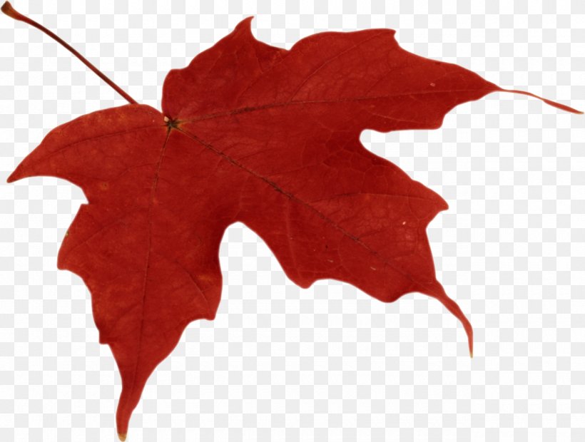 Autumn Leaf Color Clip Art, PNG, 1280x968px, Autumn, Autumn Leaf Color, Display Resolution, Flower, Flowering Plant Download Free