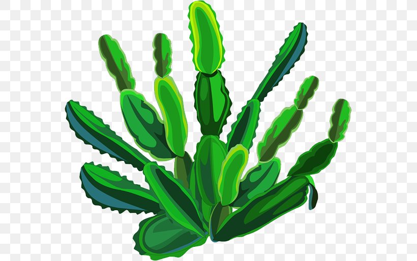 Cactaceae Plant, PNG, 565x514px, Cactaceae, Cactus, Caryophyllales, Designer, Drawing Download Free