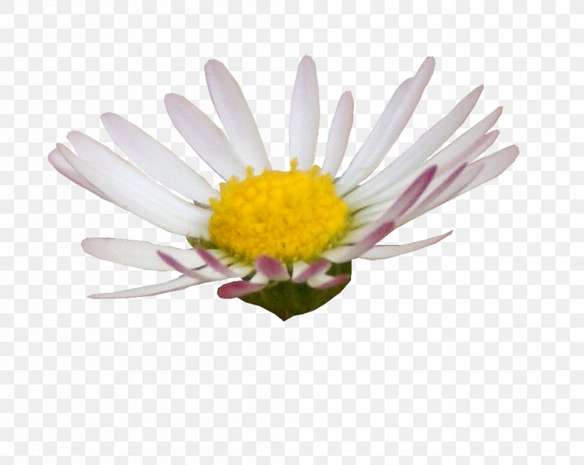 Digital Scrapbooking Flower Image Editing Photography, PNG, 1000x797px, Digital Scrapbooking, Art, Aster, Chrysanths, Cut Flowers Download Free
