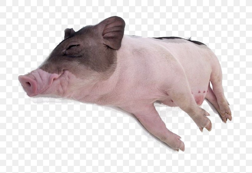 Domestic Pig Pet Grishuvud Cuteness Sleep, PNG, 800x563px, Domestic Pig, Animal, Creative Work, Cuteness, Designer Download Free