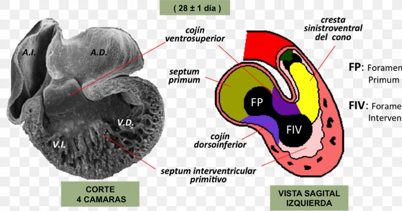 Embriologia Humana Atrioventricular Canal Embryology Heart Development Atrioventricular Node, PNG, 1200x630px, Watercolor, Cartoon, Flower, Frame, Heart Download Free