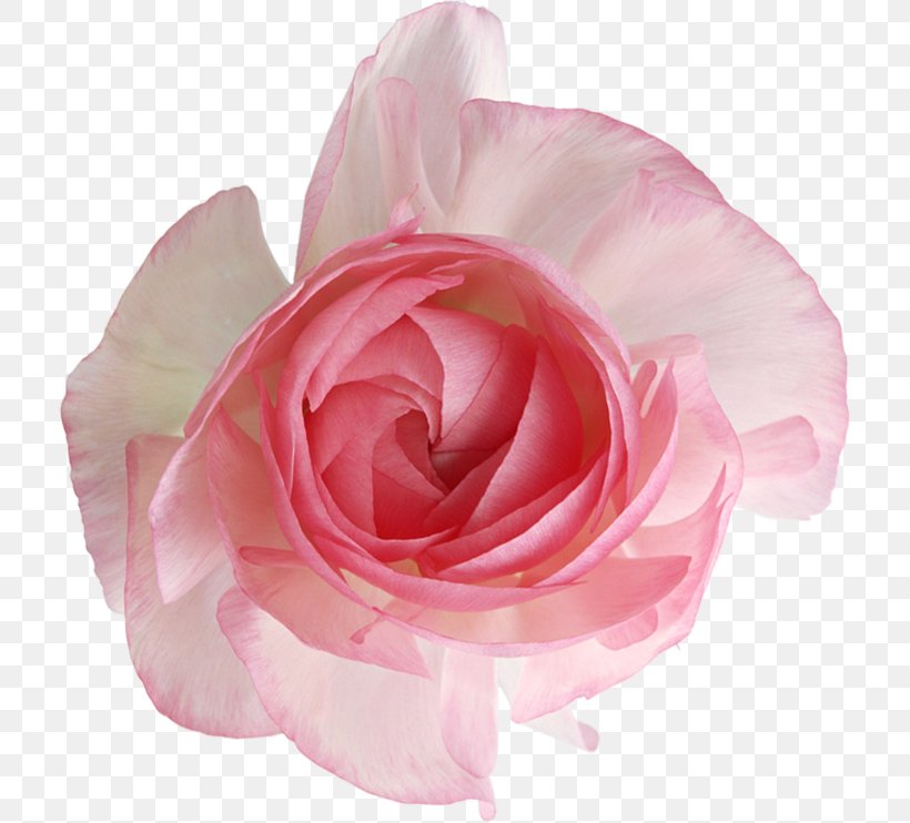 Garden Roses Cabbage Rose Cut Flowers Petal, PNG, 714x742px, Garden Roses, Cabbage Rose, Closeup, Cut Flowers, Flower Download Free
