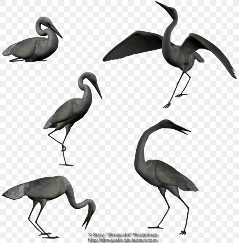 Ibis Egret Bird Beak, PNG, 885x903px, Ibis, Beak, Bird, Black And White, Crane Download Free