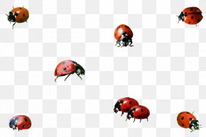 Insect - Insect Ladybird Beetle Clip Art Image PNG