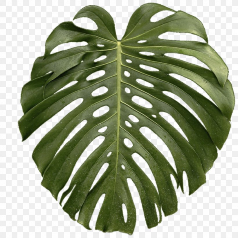 Leaf Swiss Cheese Plant Tropics, PNG, 1024x1024px, Leaf, Alocasia Odora, Arecaceae, Orchids, Palm Branch Download Free