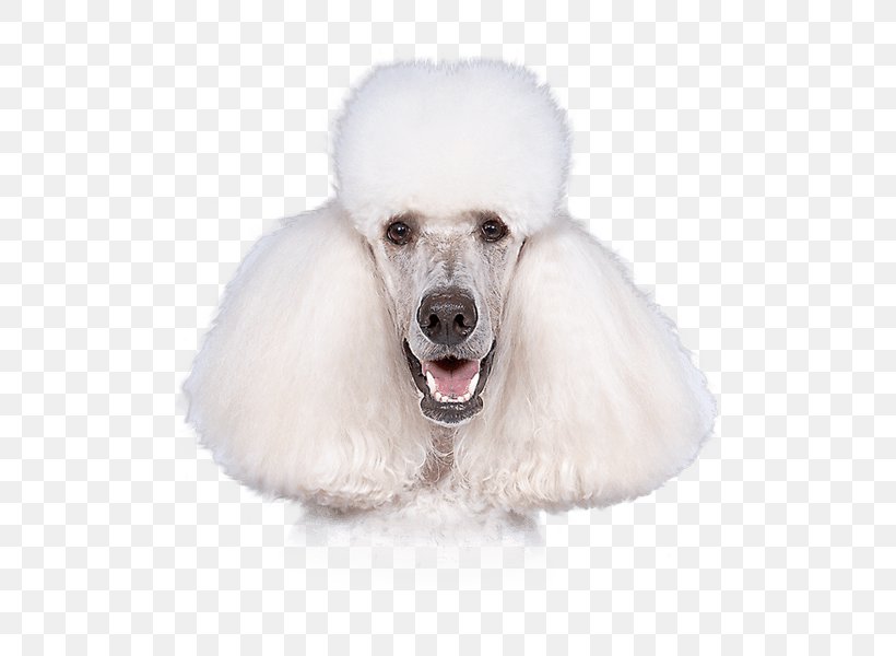 Miniature Poodle Standard Poodle Toy Poodle Dog Breed, PNG, 500x600px, Miniature Poodle, Animal, Breed, Carnivora, Carnivoran Download Free