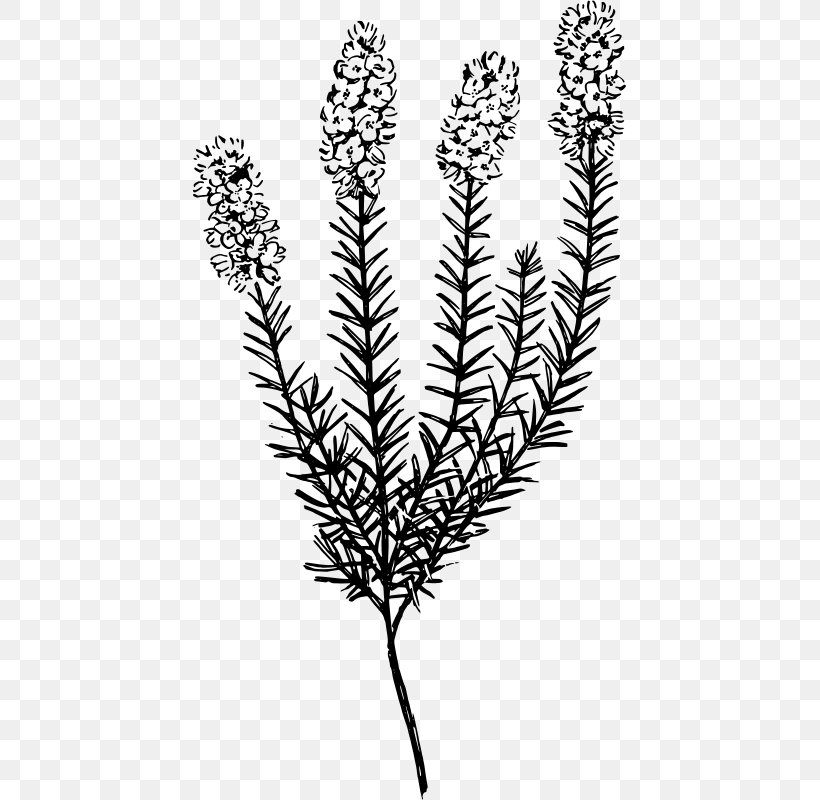 Plant Botany Calluna Clip Art, PNG, 433x800px, Plant, Biology, Black And White, Botany, Branch Download Free