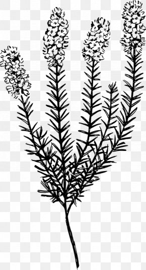 Plant - Plant Botany Calluna Clip Art PNG