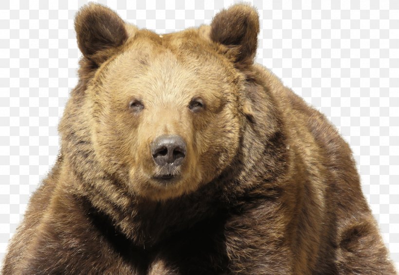 PlayerUnknown's Battlegrounds Eurasian Brown Bear Himalayan Brown Bear Kodiak Bear, PNG, 1053x727px, Playerunknown S Battlegrounds, Bear, Brown Bear, Carnivoran, Cryptocurrency Download Free
