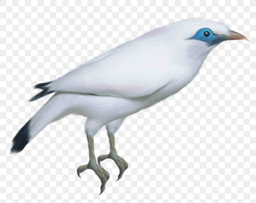 Columbidae Bird Domestic Pigeon Clip Art, PNG, 850x675px, Columbidae, Beak, Bird, Columbiformes, Dinosaur Download Free