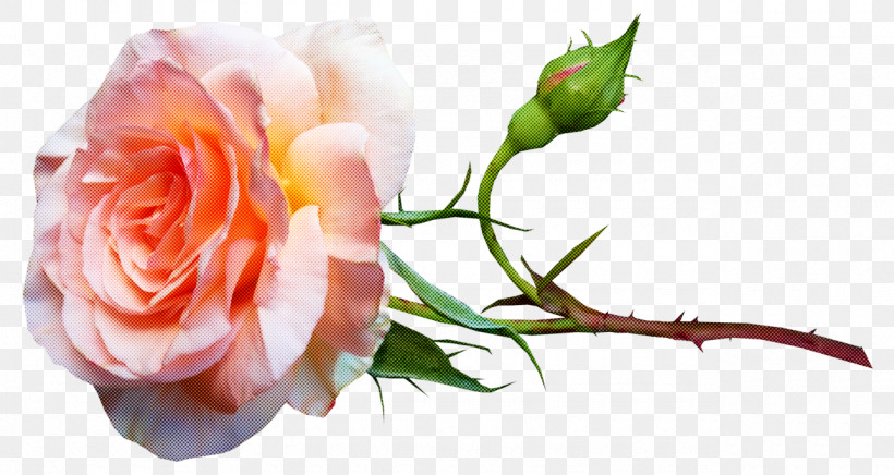 Garden Roses, PNG, 1280x682px, Garden Roses, Bud, Cabbage Rose, Cut Flowers, Floral Design Download Free