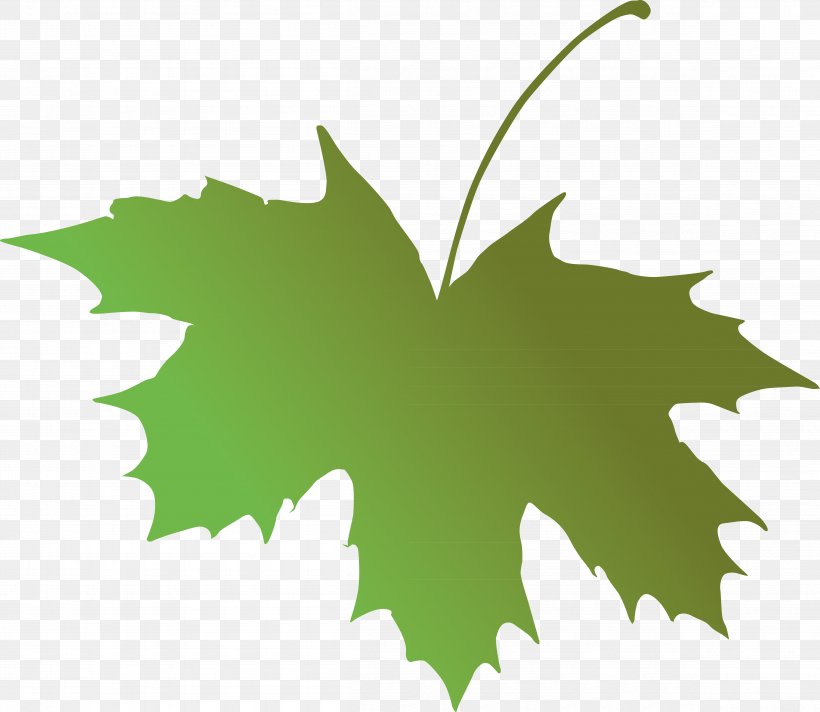 Maple Leaf Grape Leaves Green Tree, PNG, 4810x4180px, Leaf, Branch, Computer, Grape Leaves, Grapevine Family Download Free