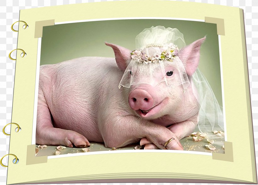 Miniature Pig Desktop Wallpaper Cute Funny Pig Humour, PNG, 1772x1273px, Pig,  Animal, Cute Funny Pig, Cuteness,