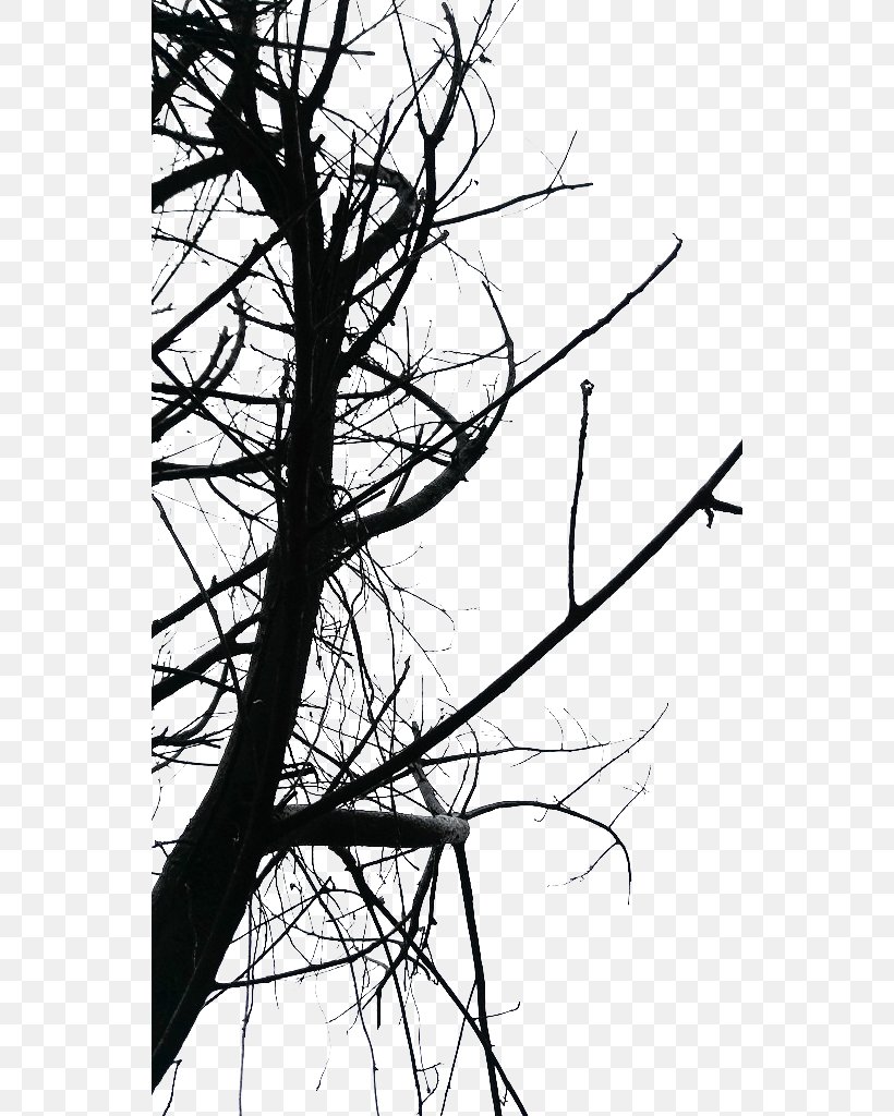 Photography Twig Black And White, PNG, 542x1024px, Photography, Art, Black, Black And White, Branch Download Free