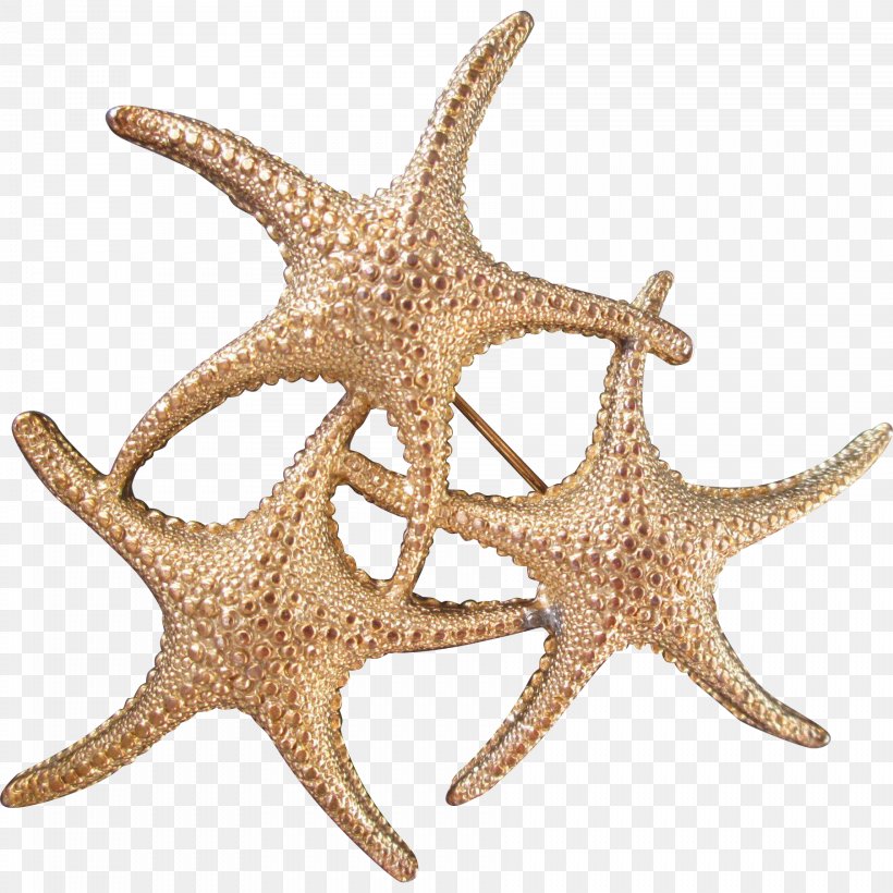 Starfish Echinoderm, PNG, 1804x1804px, Starfish, Echinoderm, Invertebrate, Marine Invertebrates, Organism Download Free