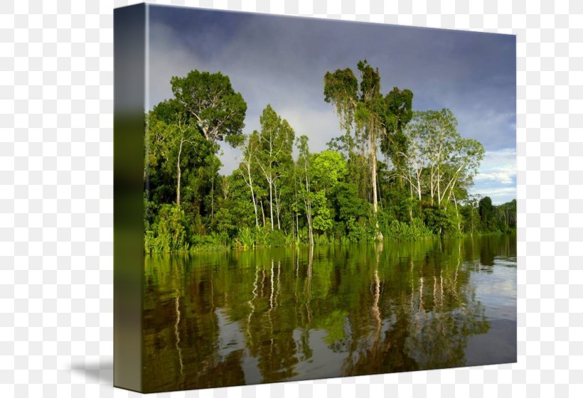Bayou Swamp Nature Reserve Biome Water Resources, PNG, 650x560px, Bayou, Bank, Biome, Bog, Ecosystem Download Free