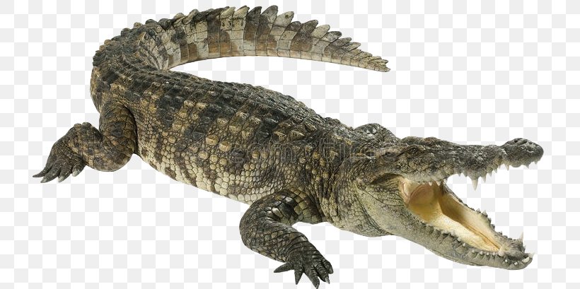 Crocodiles American Alligator Stock Photography, PNG, 728x409px, Crocodile, Alligator, American Alligator, Animal Figure, Crocodile Oil Download Free