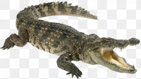 Crocodile - Crocodiles American Alligator Stock Photography PNG