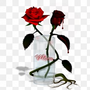 Rose - Garden Roses Floral Design Cut Flowers Petal PNG