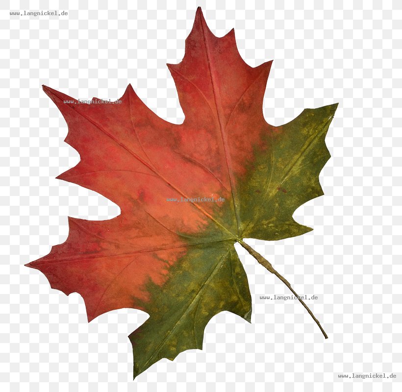 Maple Leaf Plane Trees, PNG, 800x800px, Maple Leaf, Leaf, Maple, Maple Tree, Plane Tree Family Download Free