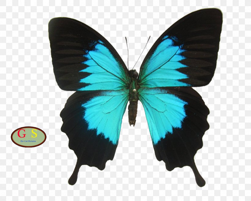 Ulysses Butterfly Rajah Brooke's Birdwing Ornithoptera Priamus, PNG, 1000x800px, Butterfly, Arthropod, Birdwing, Blue Morpho, Brush Footed Butterfly Download Free