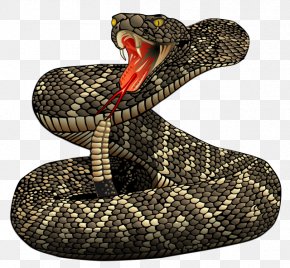 Rattlesnake File - Western Diamondback Rattlesnake Crotalus Durissus Eastern Diamondback Rattlesnake PNG